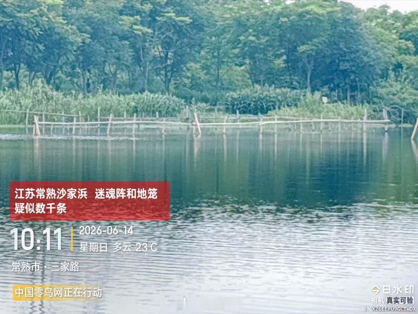江苏常熟沙家浜镇河道密布非法迷魂阵 / 地笼，排涝期暗藏多重隐患2026 年 6