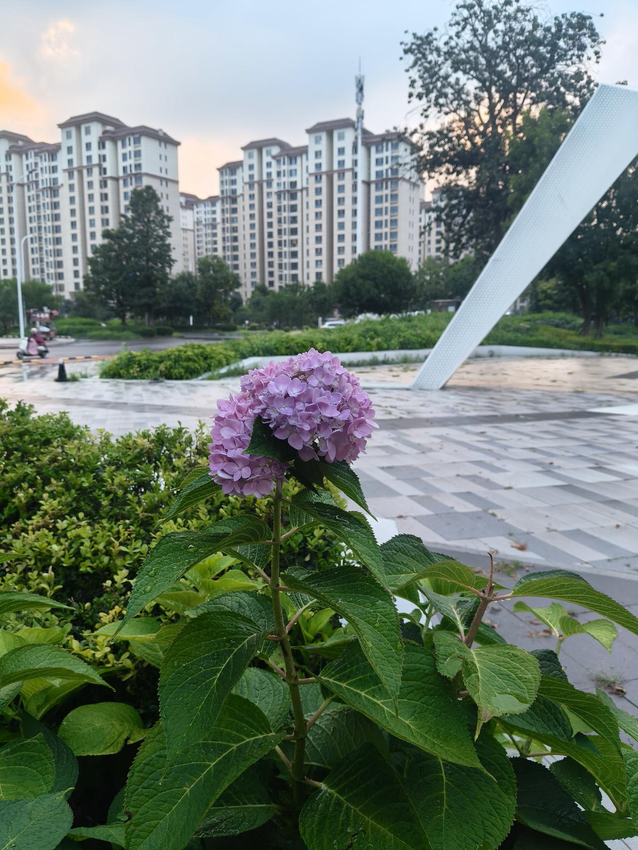 晒图笔记大赛墙角的花朵🌺，叫不上名字，活的很低调，开的很绚烂，做人也是如此。
