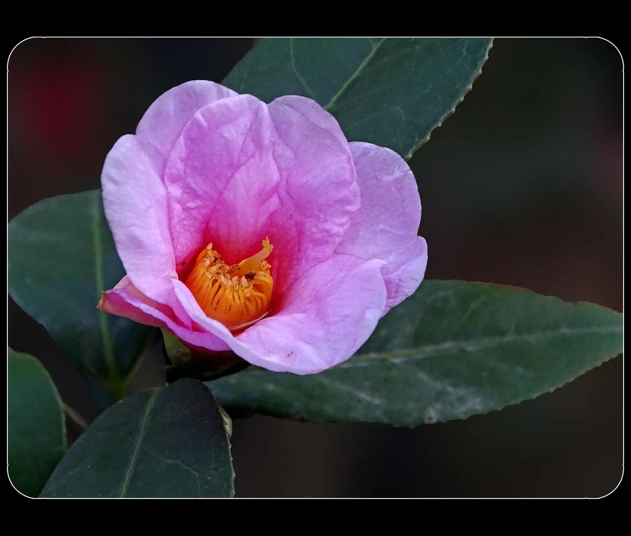 《山茶花》
说是山茶花蕴含着奇特的气质 。叶片四季浓绿，花色鲜艳，与牡丹一样雍容