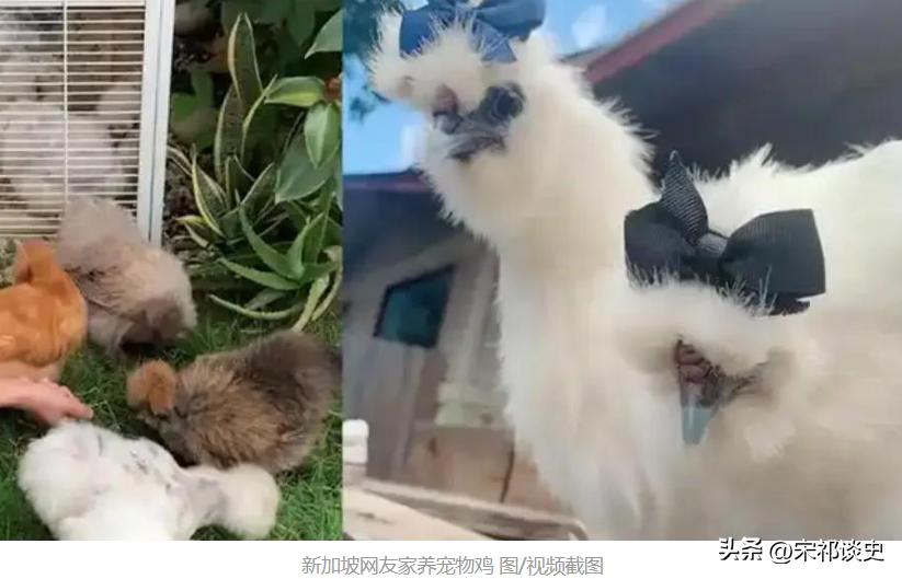 新加坡，遍地野鸡？从中国新闻周刊了解到，新加坡如今满大街都是“流浪鸡”，它们大摇