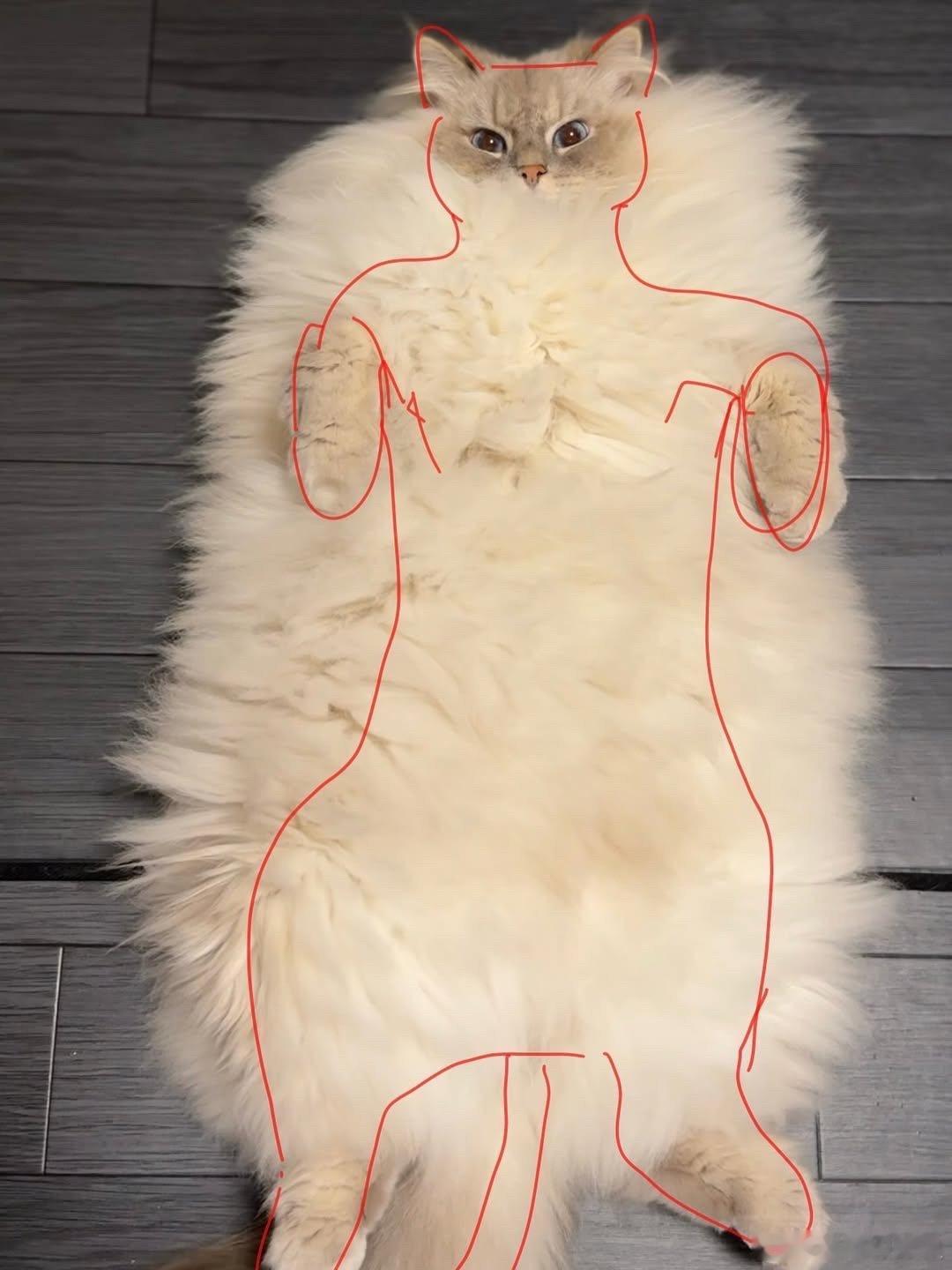 西森猫真实体型..cr：eleven11neko 