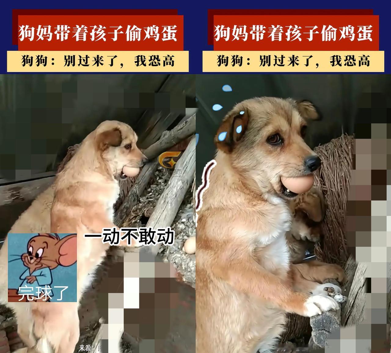 刷到俩小狗被罚站木梯的图，直接看愣了！
       一只叼着鸡蛋、一只空嘴，双