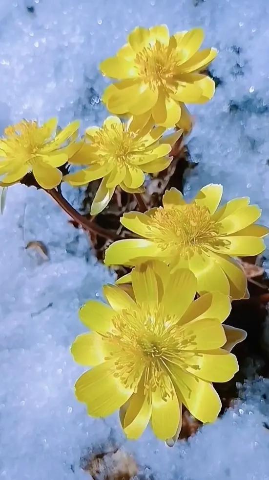 下联：寻一叶春。