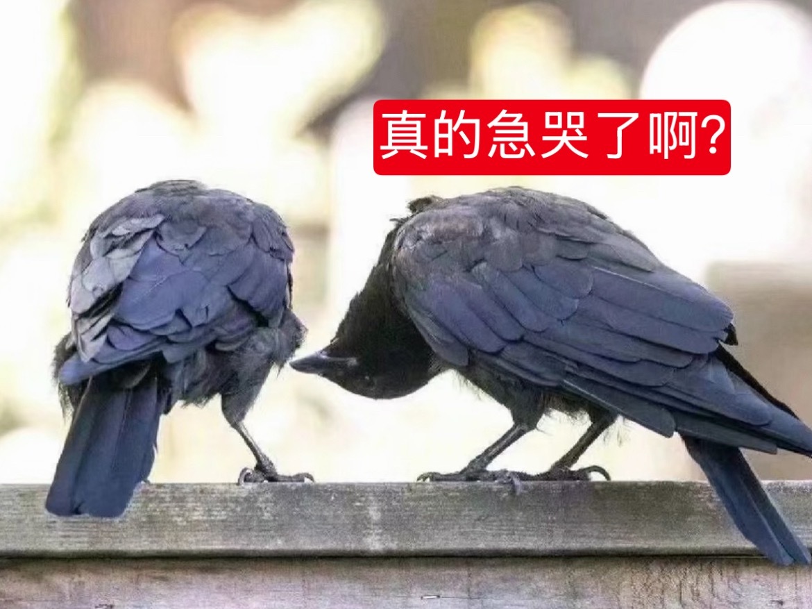 哈哈哈哈哈哈哈哈哈这两天真是乐死我了 
