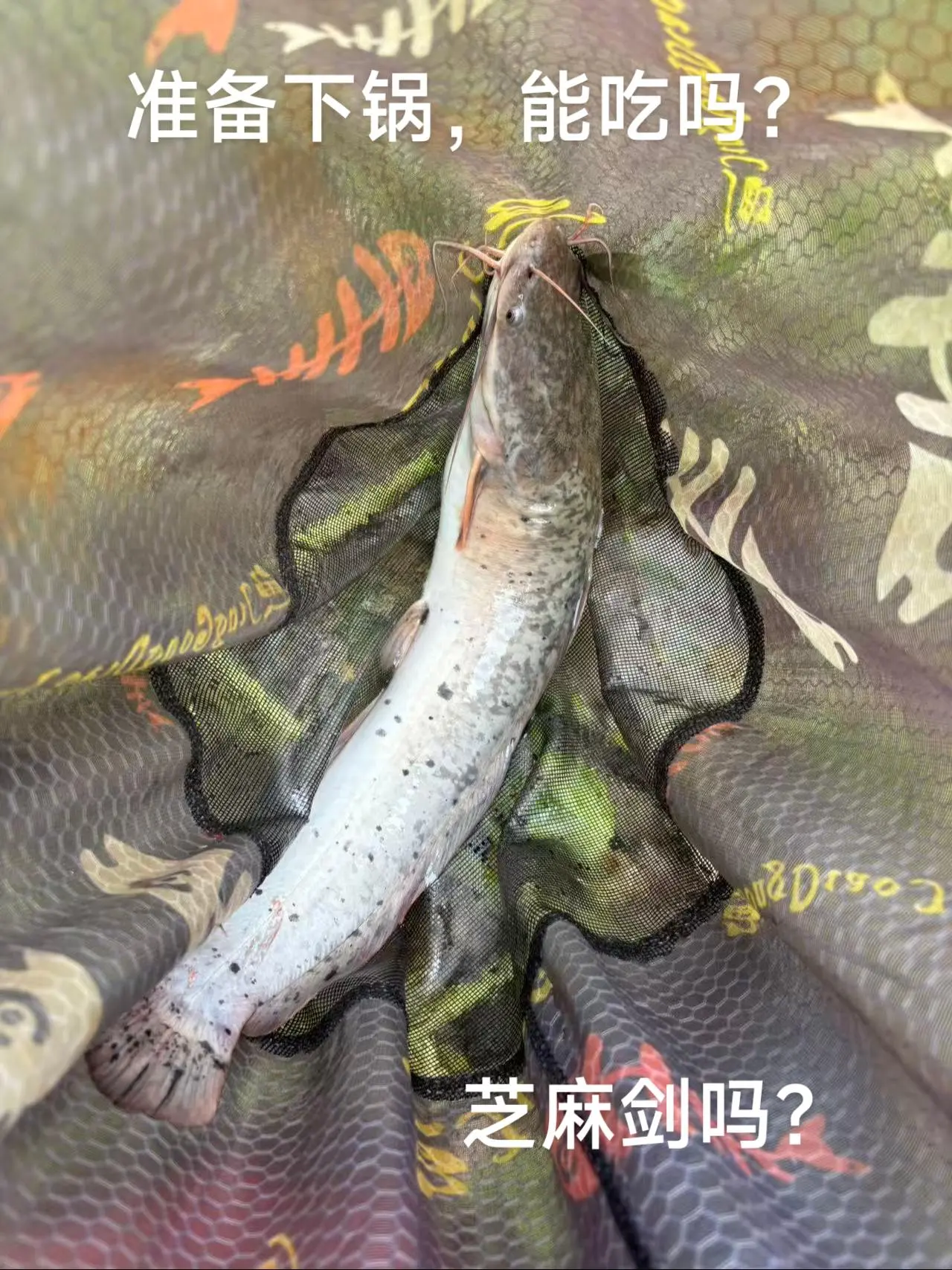 鲶鱼