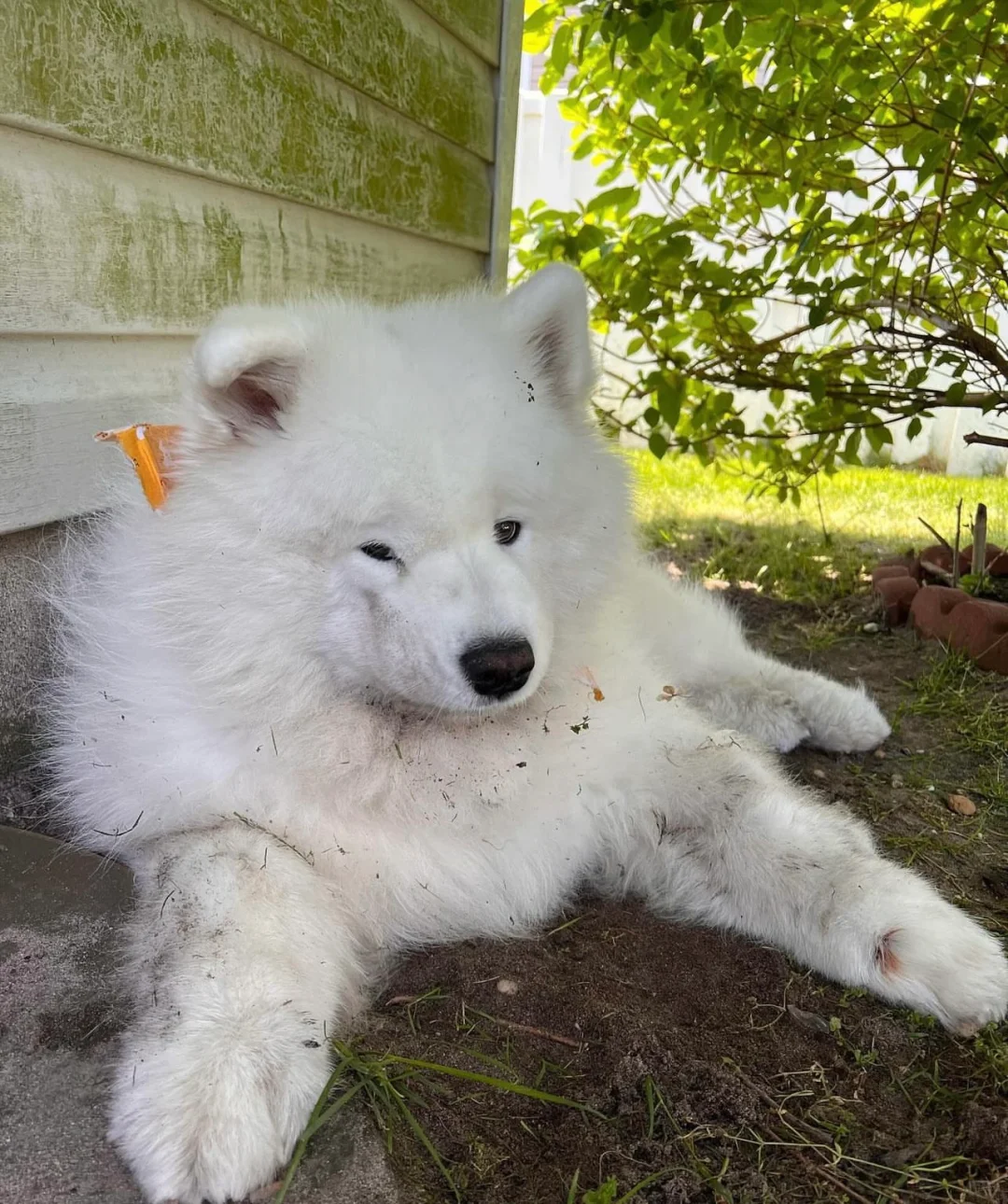 只有弱者才白白净净，我们扛把子都有点埋汰