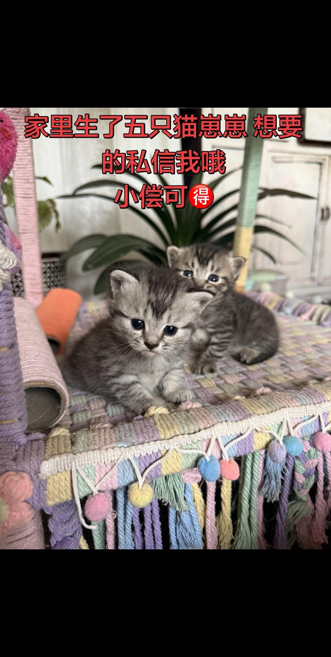 妈妈是虎斑   💥