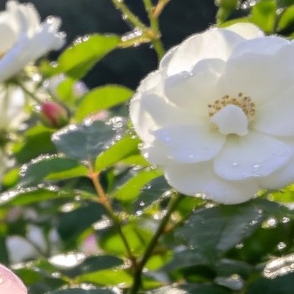 阳光信用 每日一善 一场相遇，如诗如画，美的让人恍若置身梦境。就好像清晨的露珠，