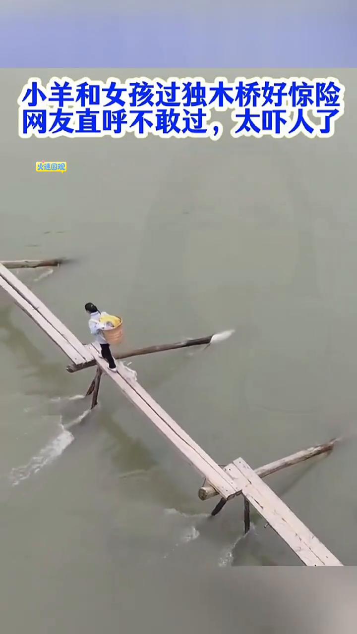 小羊和女孩过独木桥好惊险，网友直呼不敢过，太吓人了。
人与动物相互关心，感动全网
