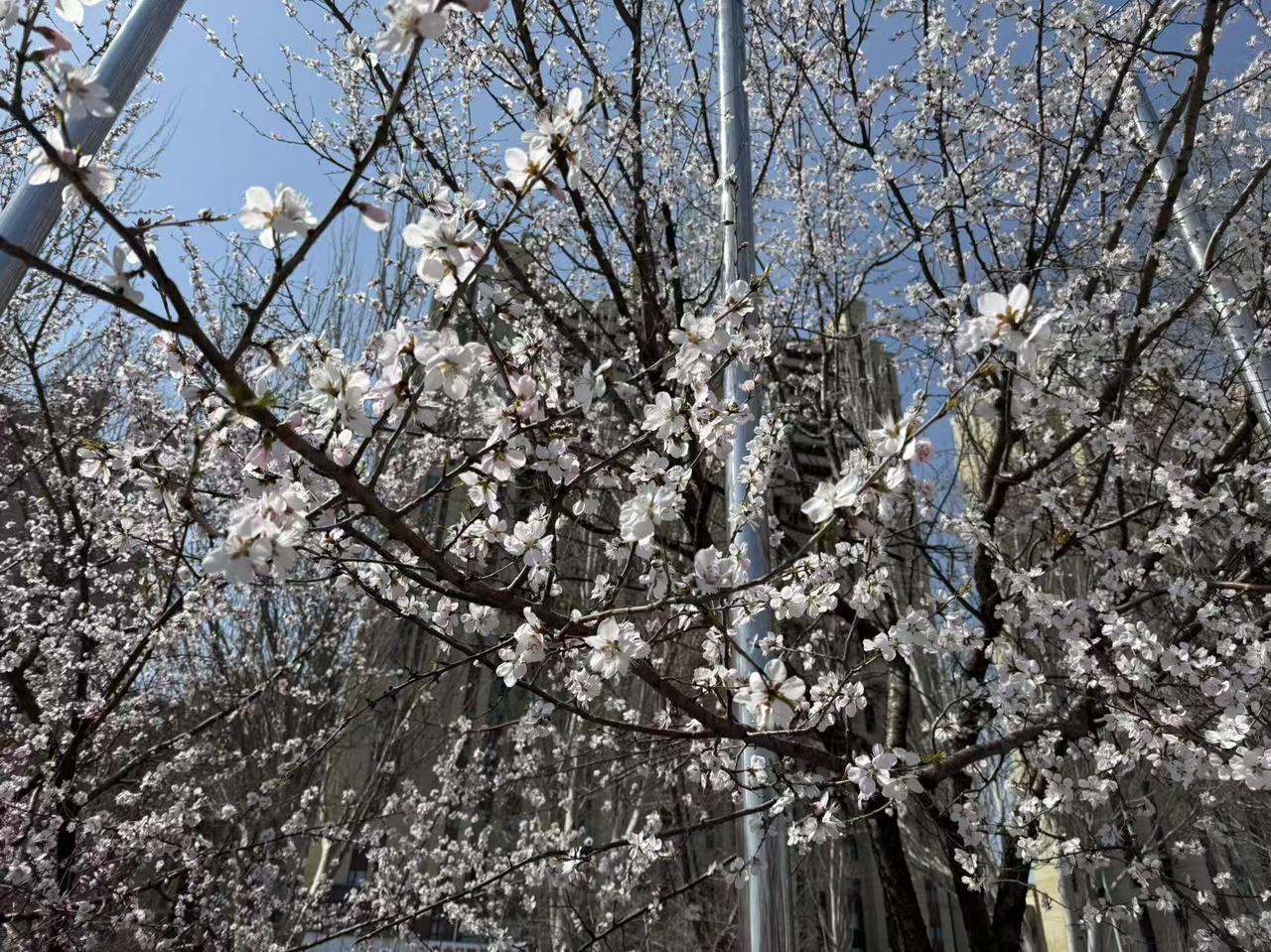 3 月至 4 月上旬，人间最美！