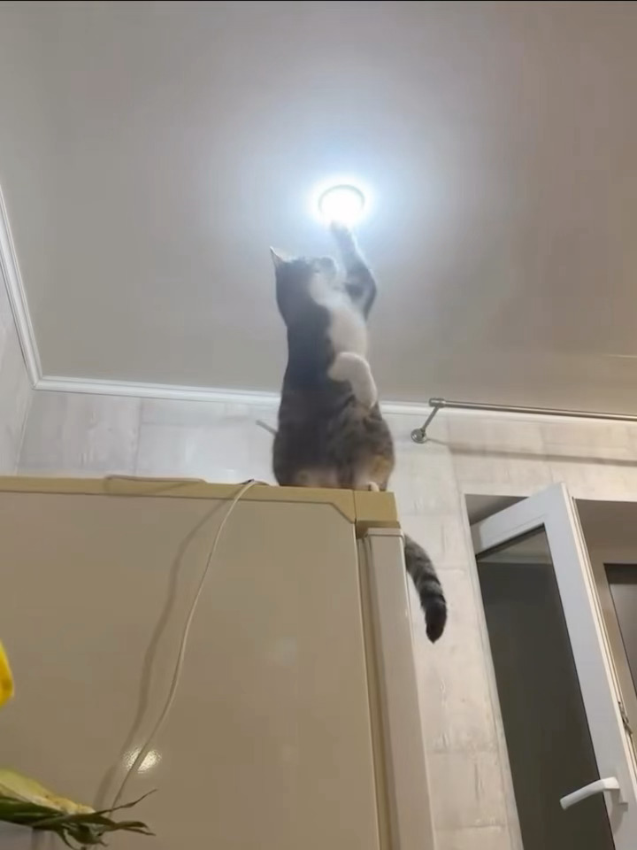 这个家离不开猫猫🐱 ​​​