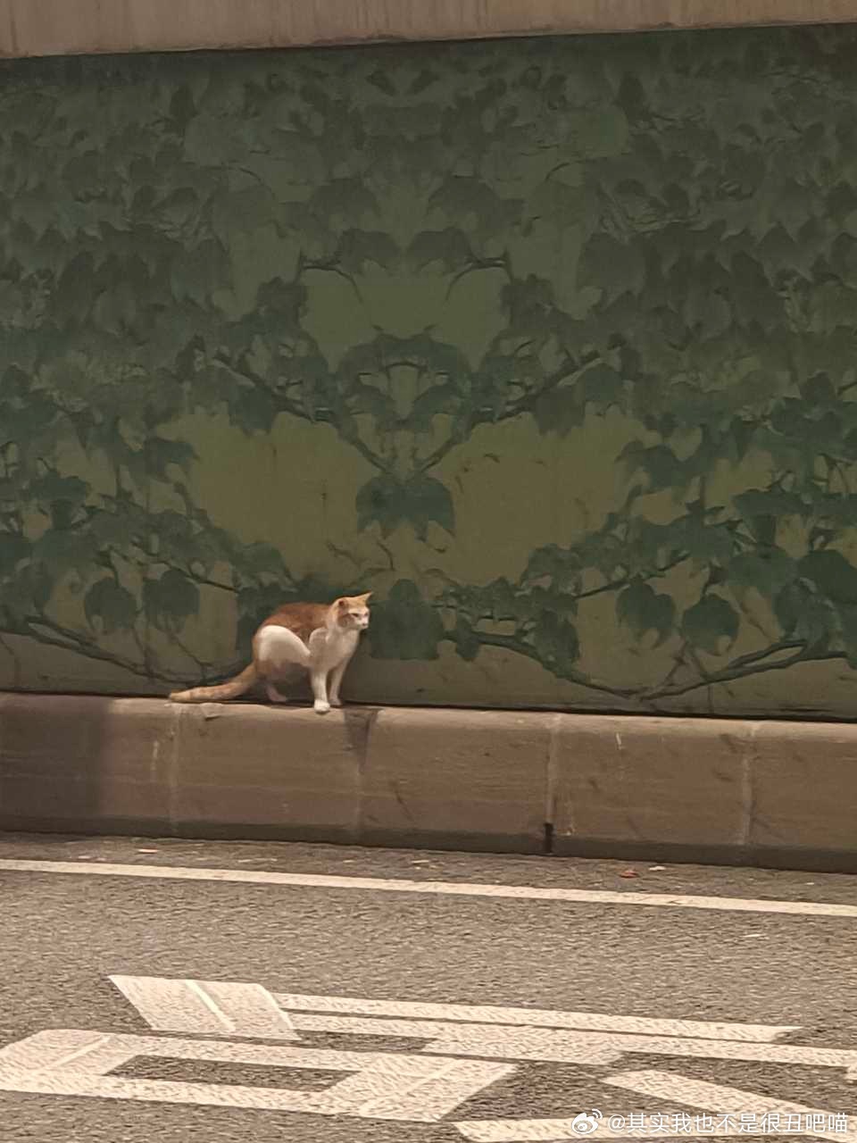 49460【丑猫】三角咪功夫！ 