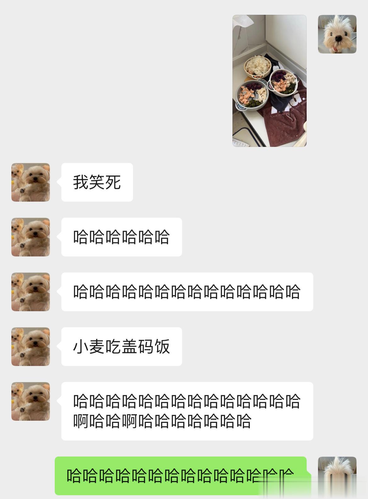 瓜然说小麦太瘦了于是今日小狗的饭：三文鱼鸡胸肉紫薯羽衣甘蓝（小麦加一碗大白米饭）