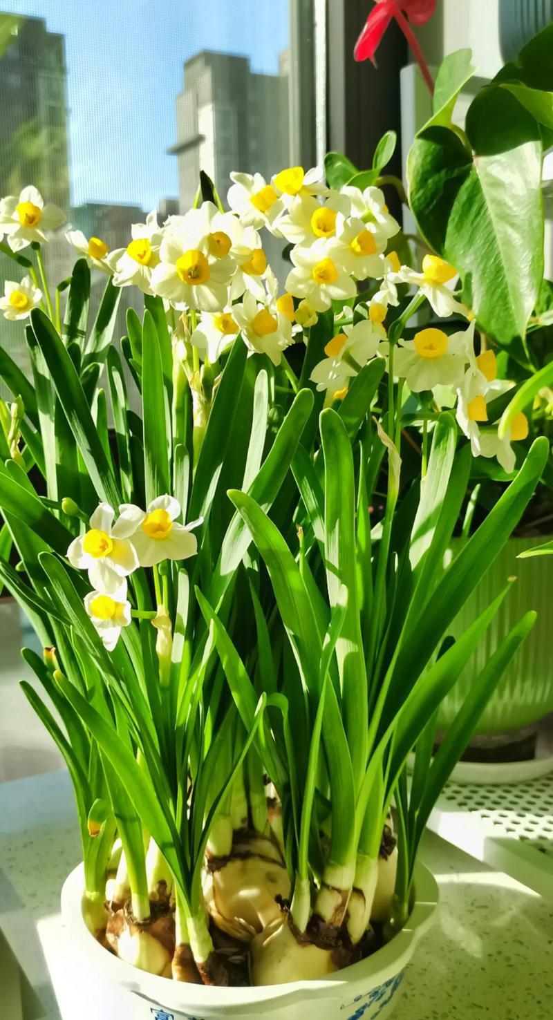 误食水仙为何会食物中毒?
3误食水仙会导致食物中毒，主要是因为水仙植物含有一些有