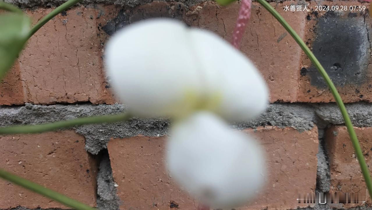 #秋日生活打卡季##秋季花朵分享#