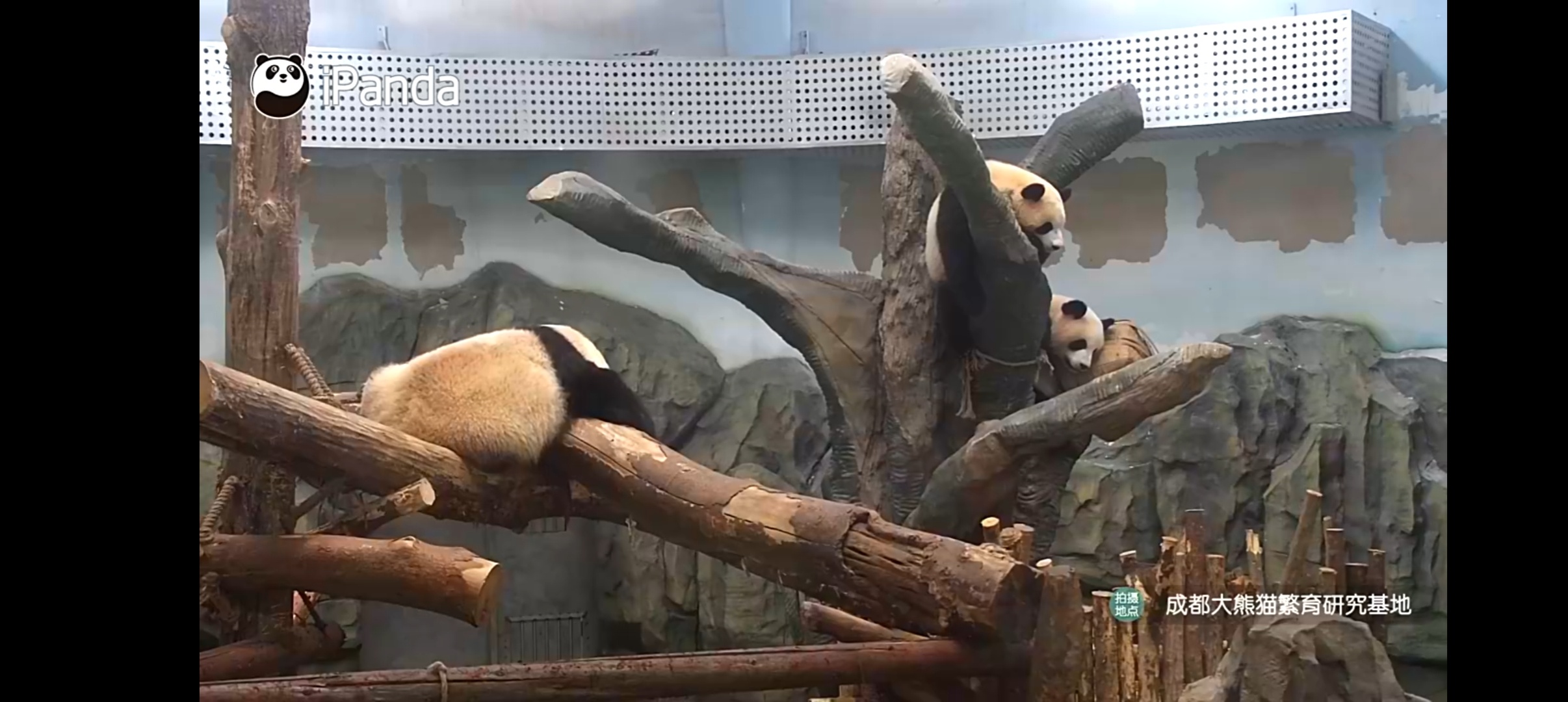 直播回来了，严肃观看 
