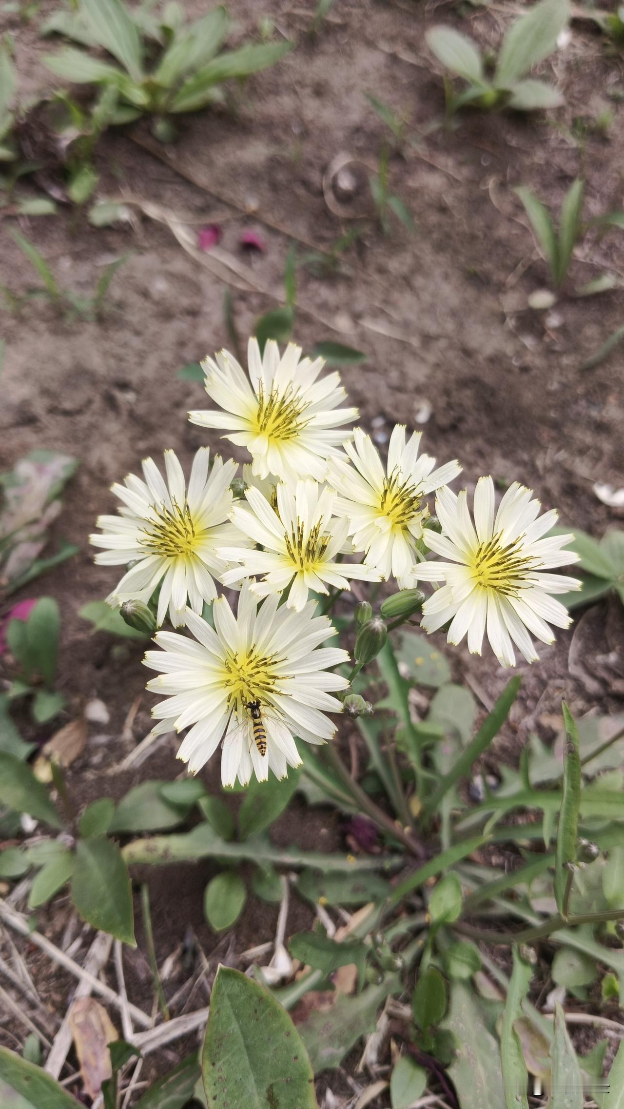 小芳香溢纯