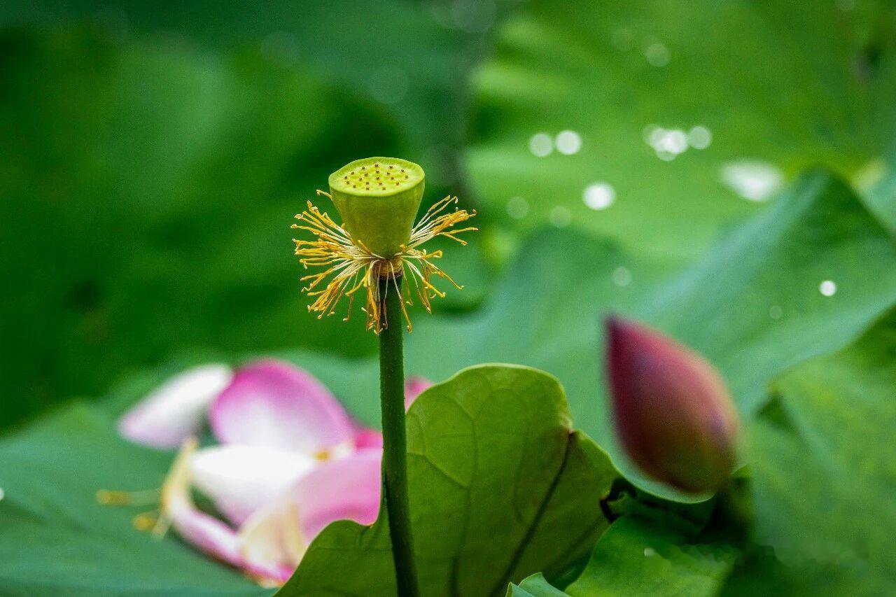 长生乐 · 夏日风情

薄雾轻笼柳若烟，鹭舞映眸前。望芙蓉出，潋艳展新莲。菡萏飘