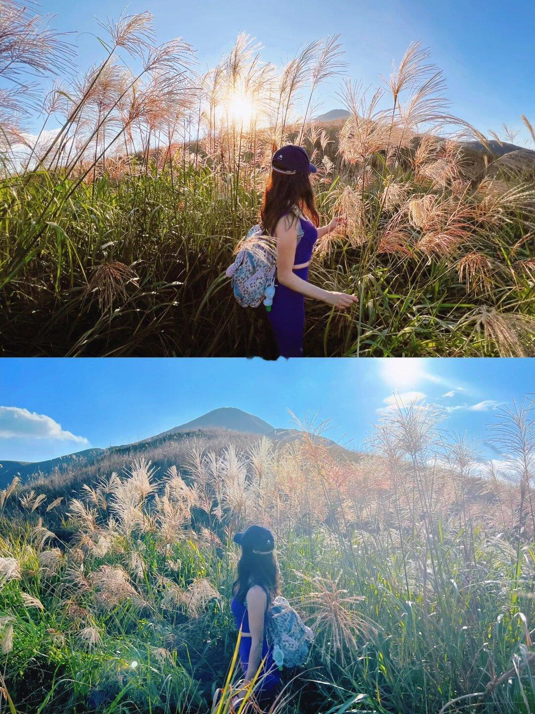 📍雞公嶺．360度零死角無敵美景欣賞紫色芒草