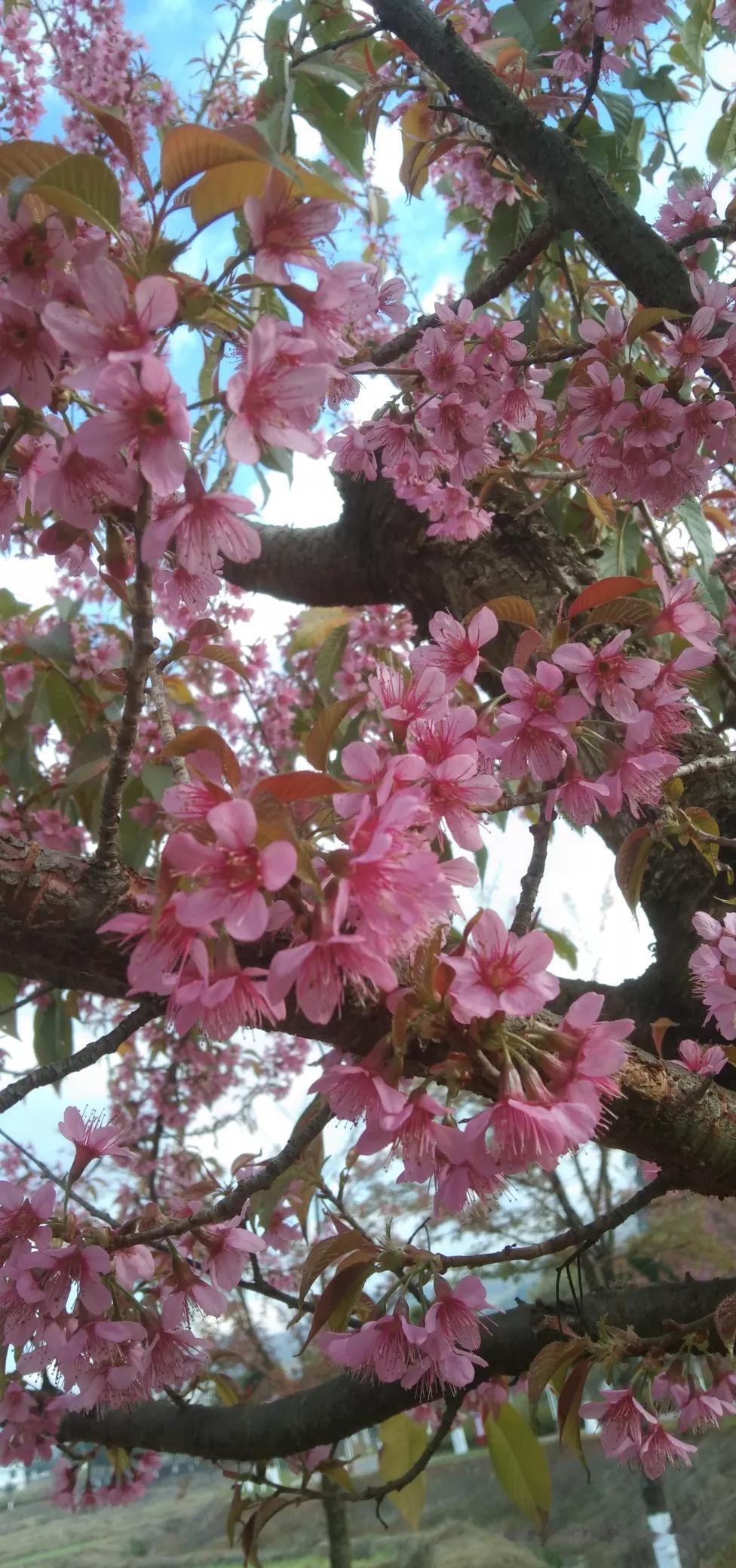 秋雨无心敲落叶
冬寒樱花开得艳