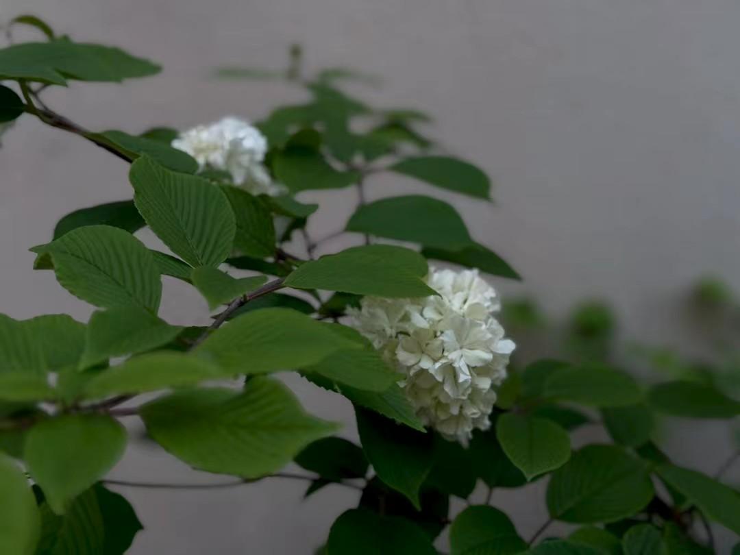分享一下随手拍的花