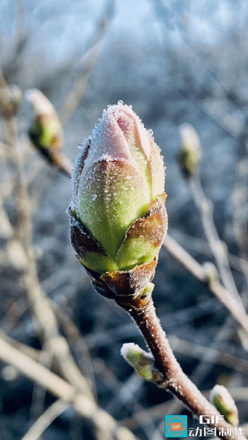 春寒料峭，从不是春天的迟疑，而是时光最温柔的铺垫。它让每一朵花开都更显珍贵，每一