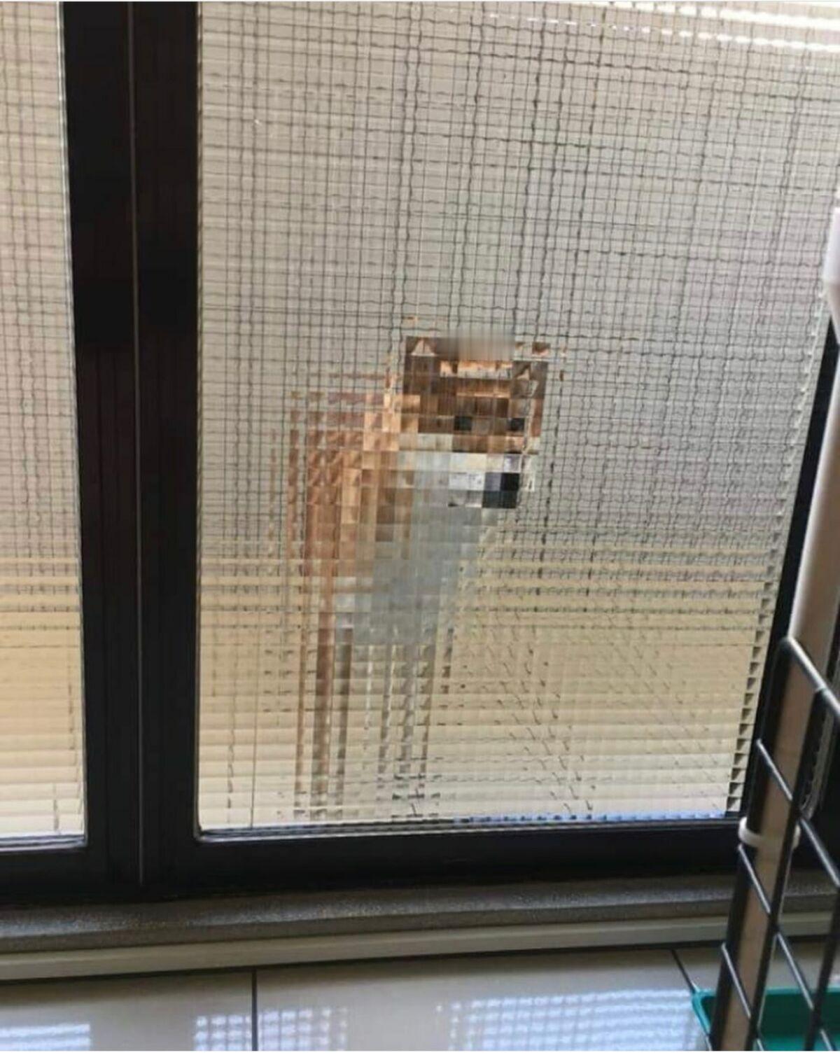 马赛克狗狗 ​​​