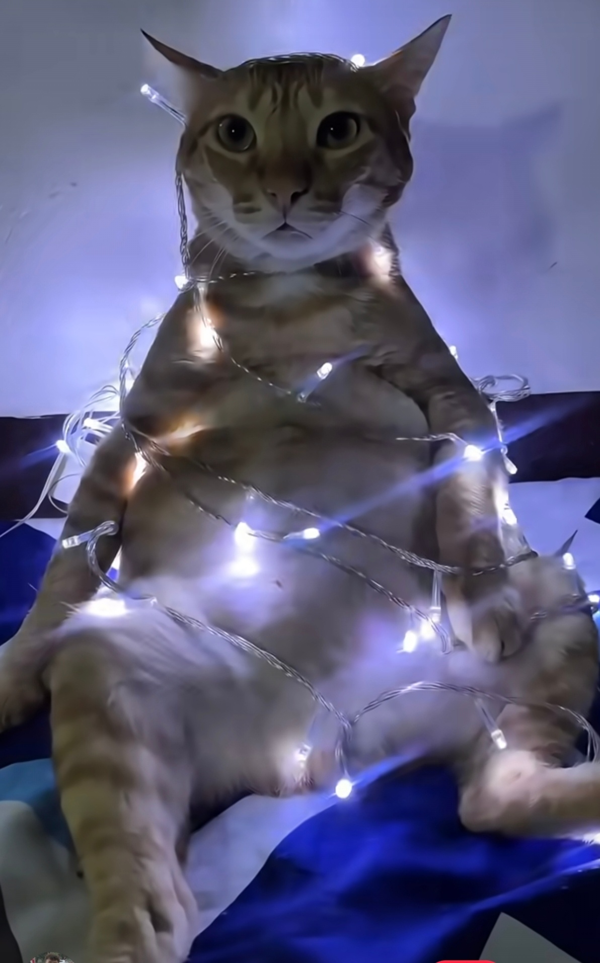 说真的，我想在我老公身上也缠个这玩意儿