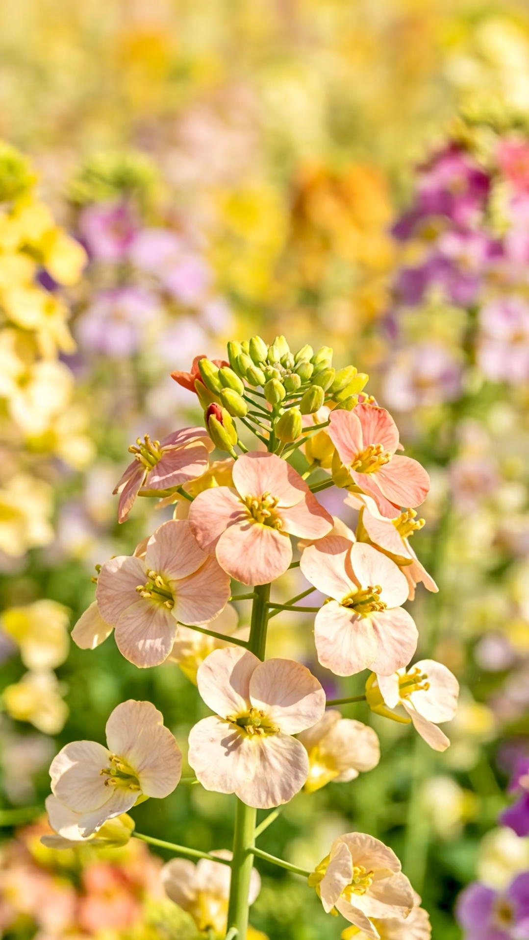 穿上春装被误认为是保洁什么穿搭才适合拍彩色油菜花？ 