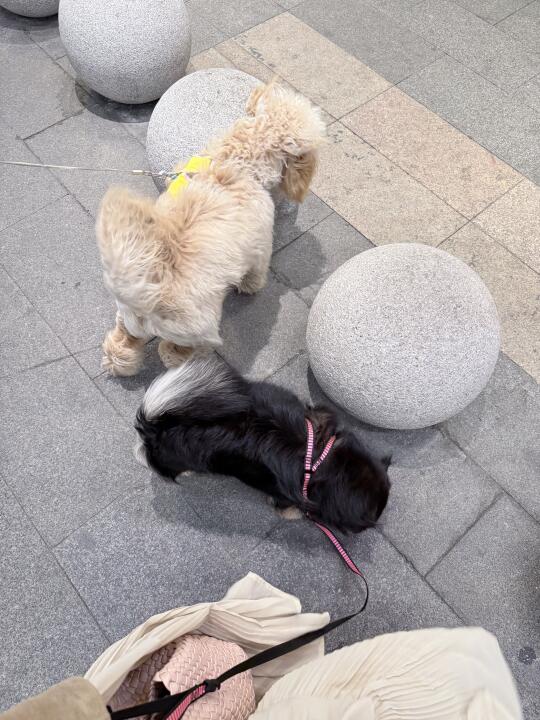 狗狗日常