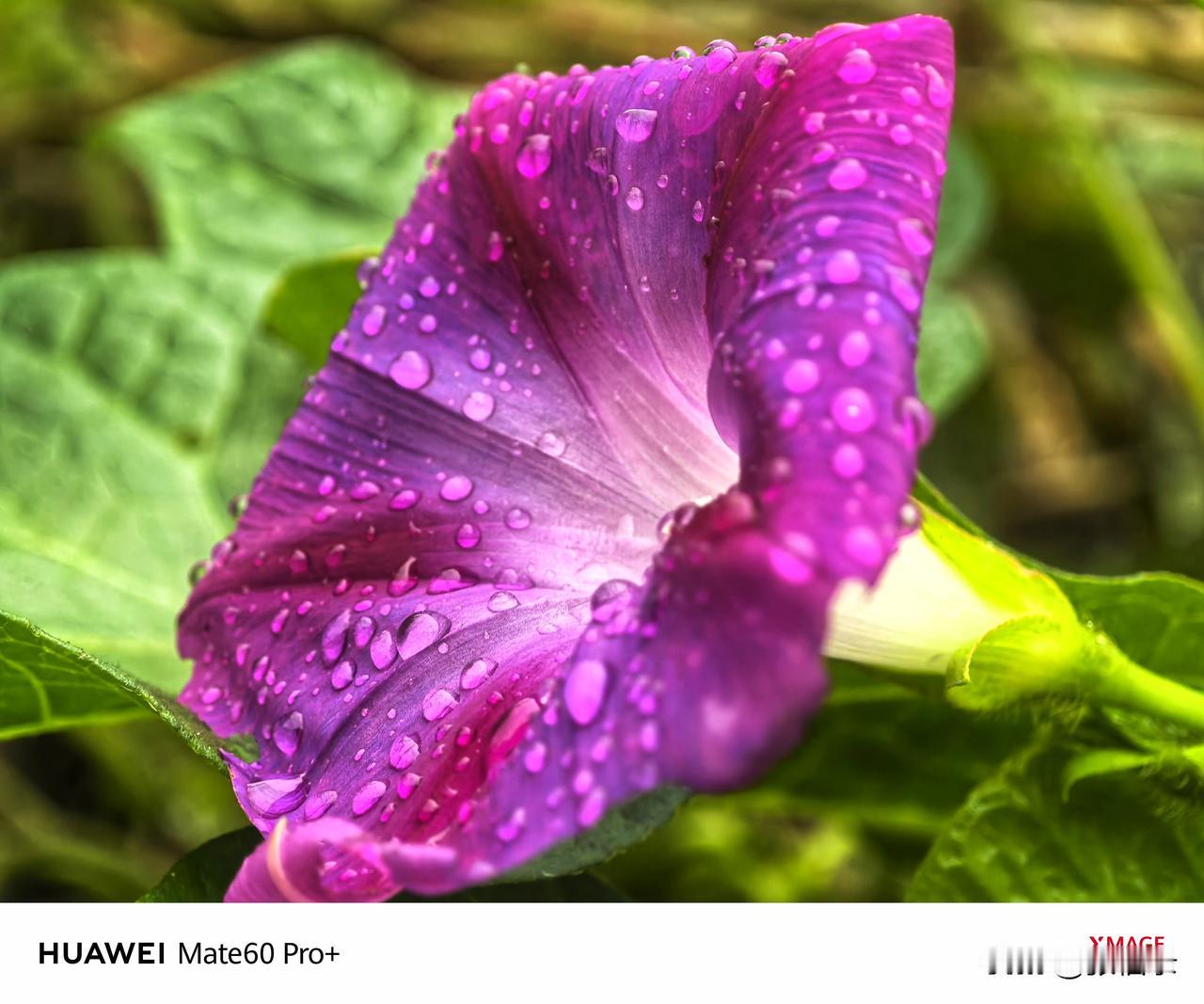 这几天大连一直阴雨连绵，已经有几天没见东君，但知您一切安好！这些雨中的秋花小草也