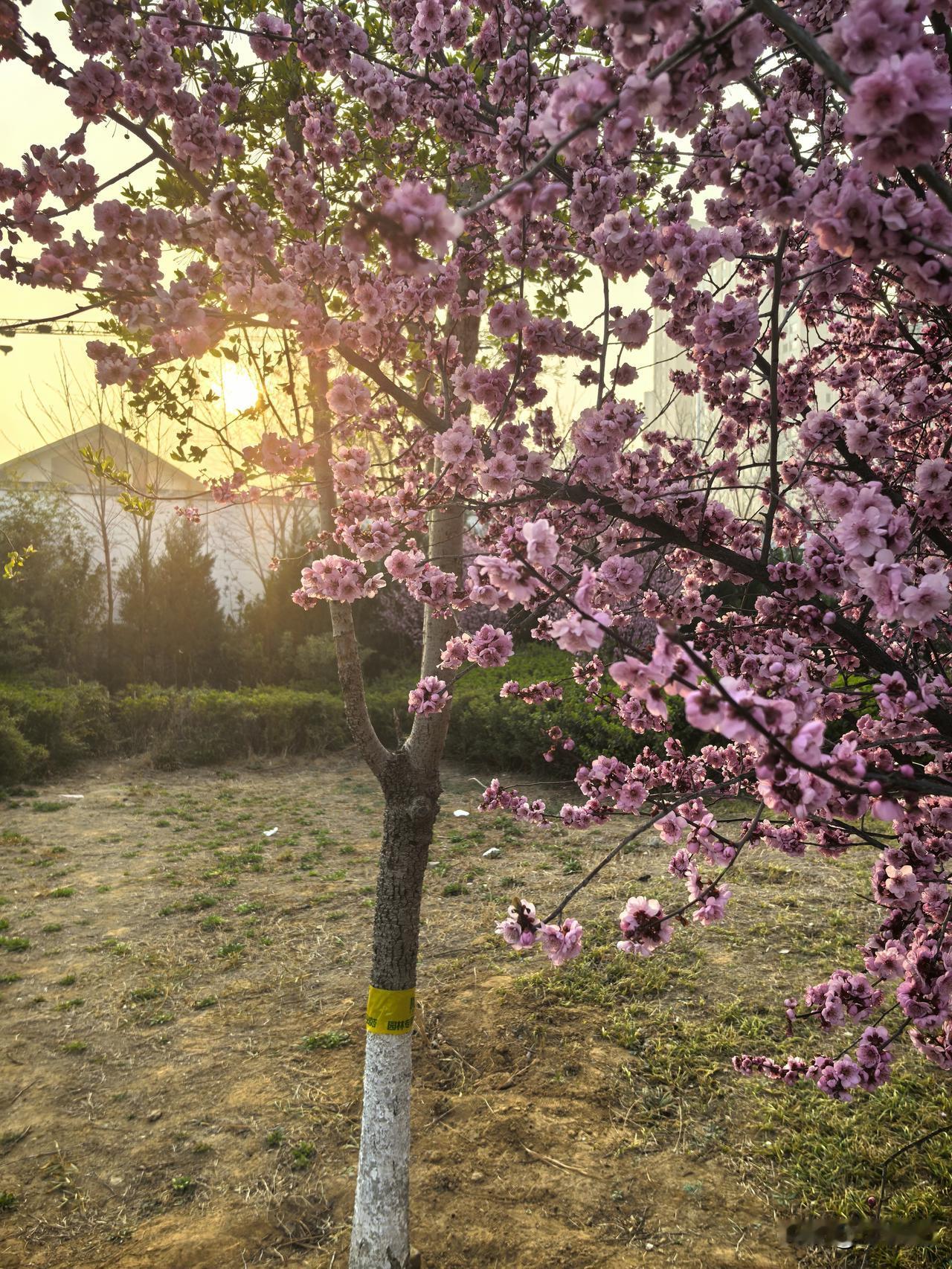 晒图笔记大赛空气中弥漫着花香的味道。