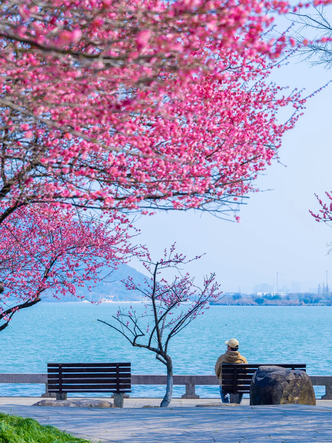 杭州湘湖早春限定！梅花一日游不走回头路！