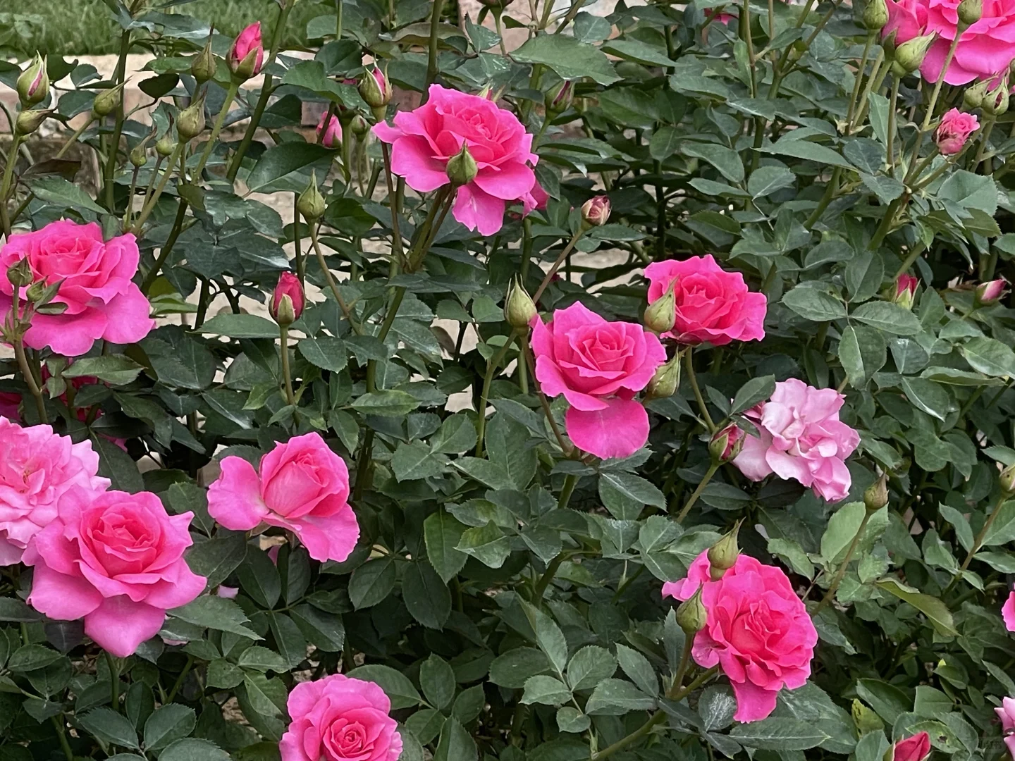 京城乌拉拉 花量王者