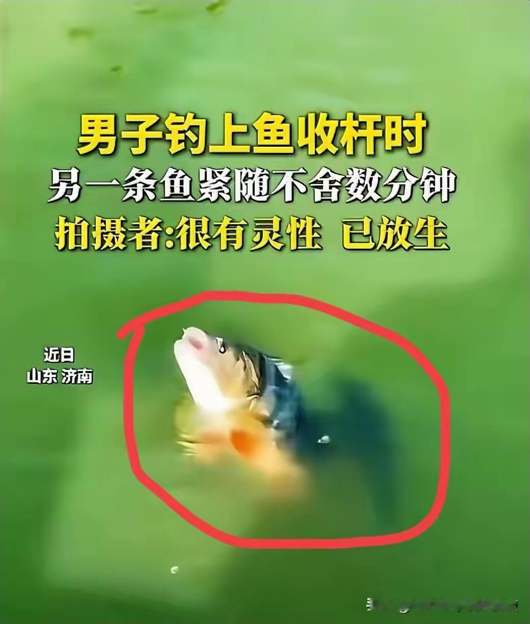 万物有情！山东济南，一男子去钓鱼，发现一条五道黑咬钩，准备收杆时，发现身后跟着另