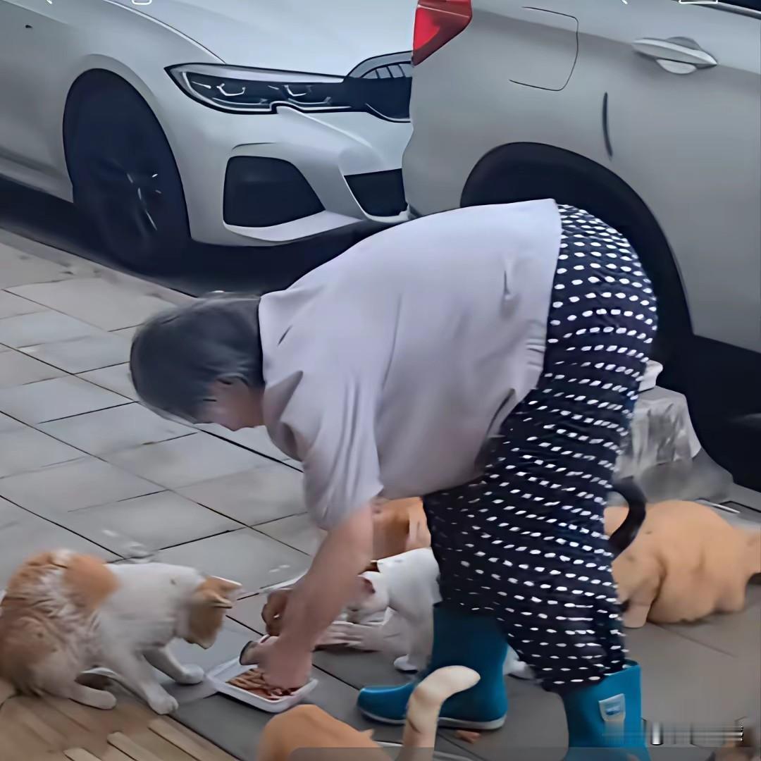 上海这位老奶奶太善良了，虽然她已经80多岁了，但是她每天坚持投喂流浪猫，到目前为
