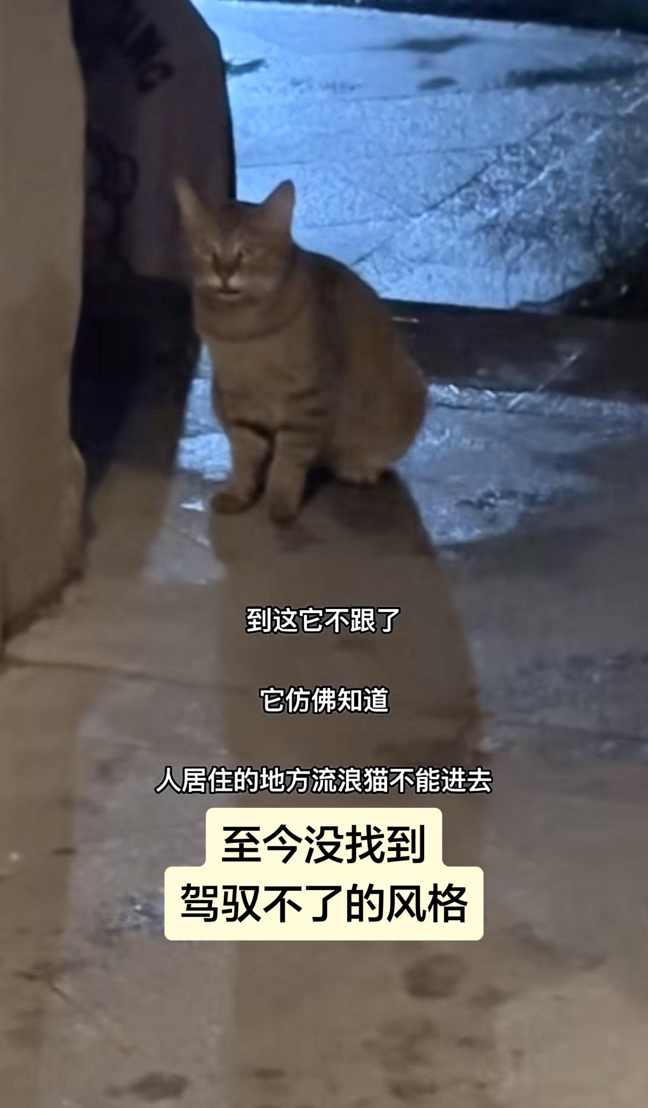 我是不喜欢猫...但没说是这样的猫呀。我喜欢漂亮的一切  但捡的时候不...