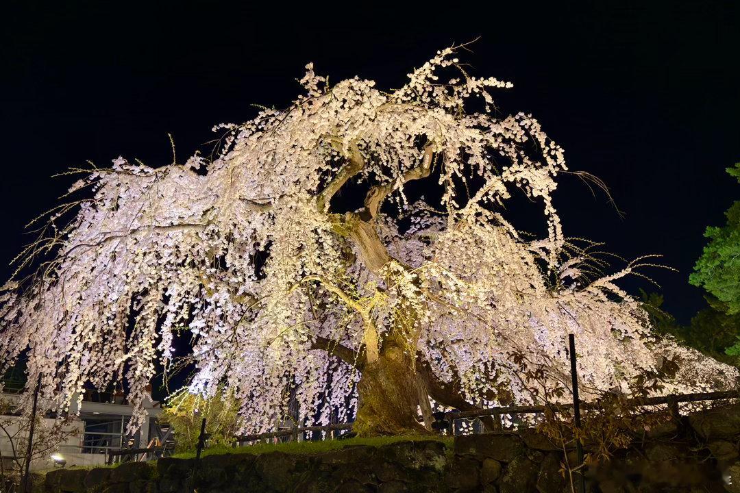 弘前夜樱一年一度，爱之芳华谢田的环球足迹