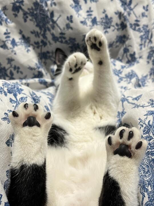 人、我有小猫脚！
