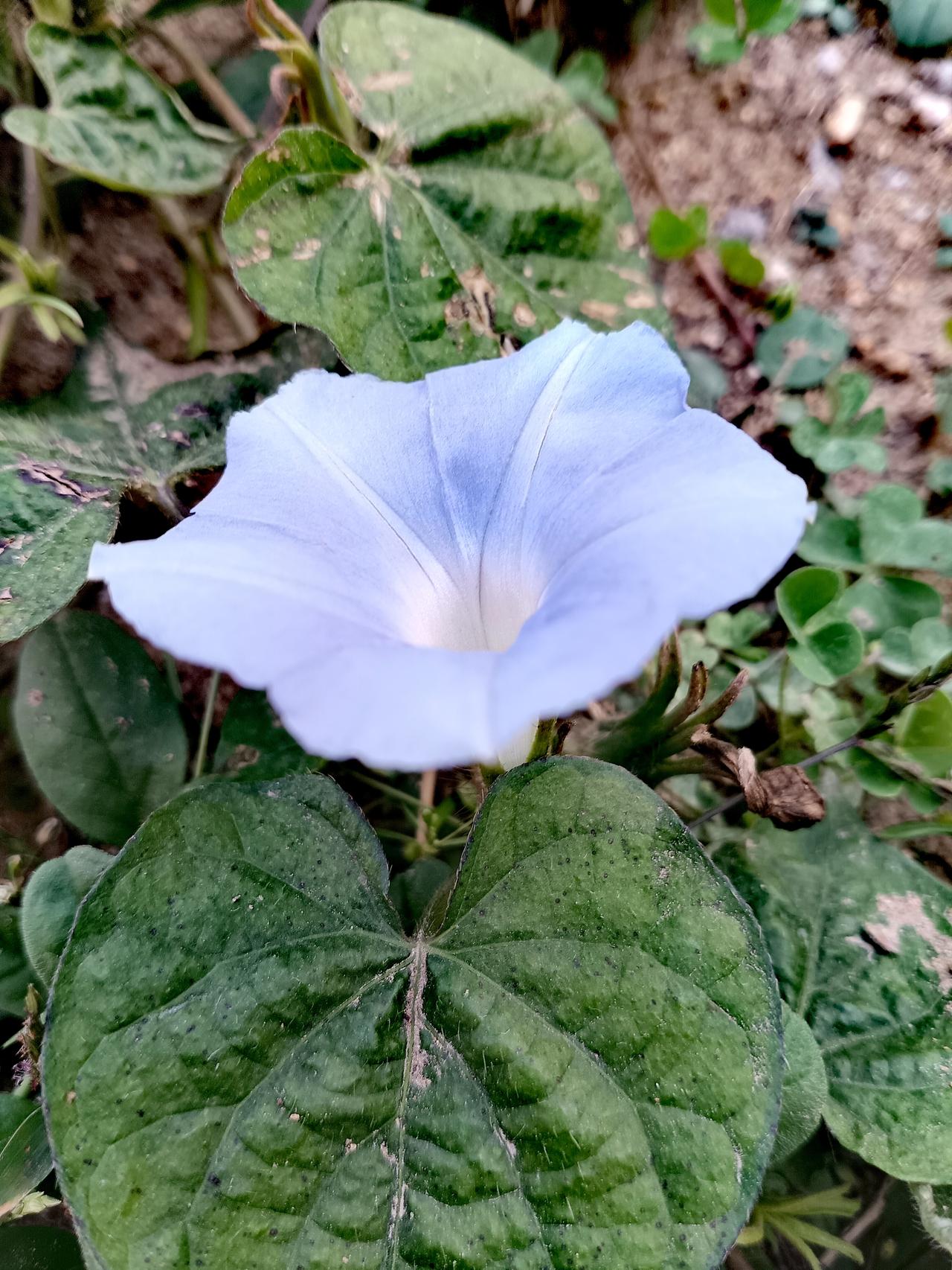 浅蓝牵牛花静静绽放，花冠由白渐染淡蓝，心形绿叶衬着，自带清新野趣。