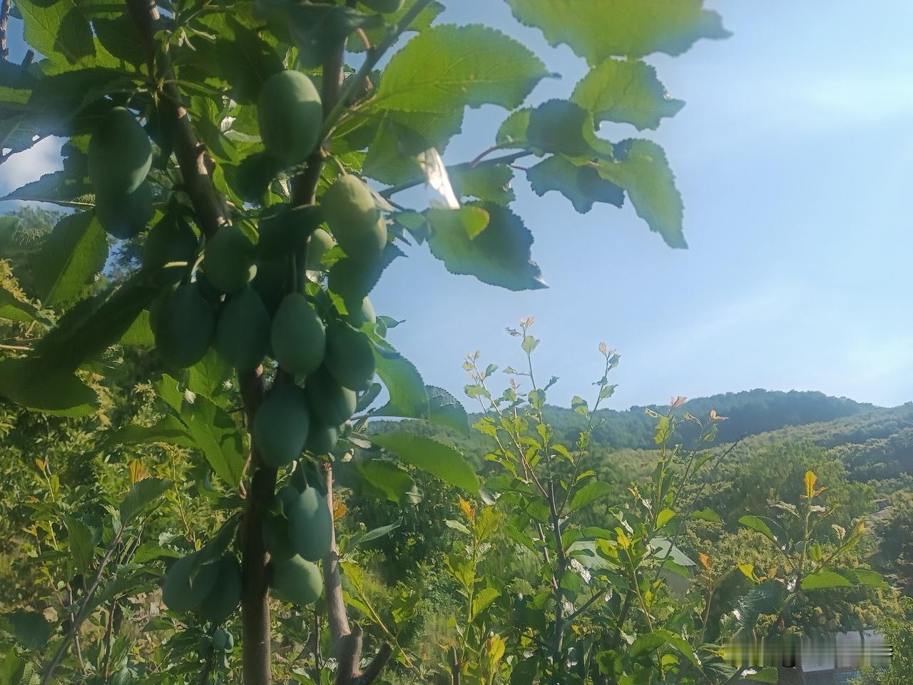 高纪明(山东)
鹧鸪天·盛夏
荷叶团团碧波扬，蒙山处处好风光。欲说此景少人看，还