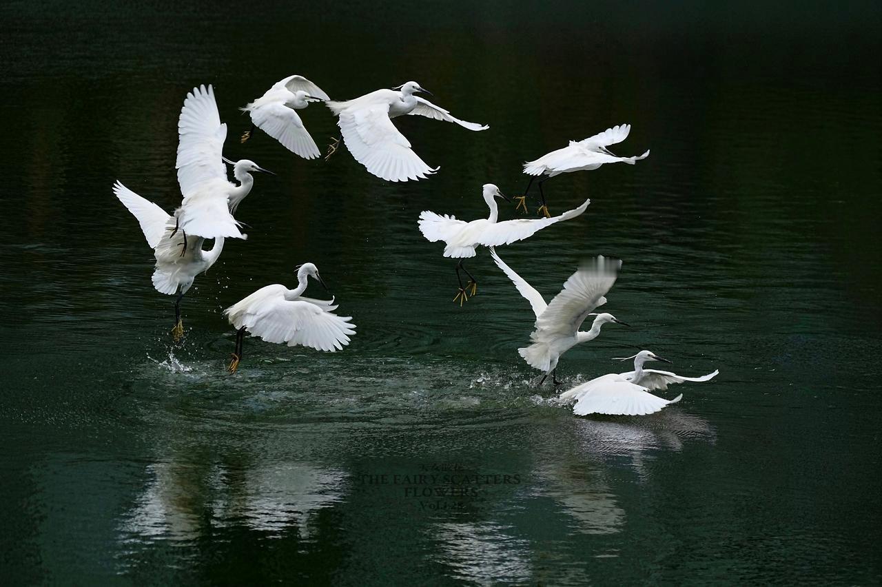 深圳天鹅堡，邂逅了一场现实版的《天女散花》