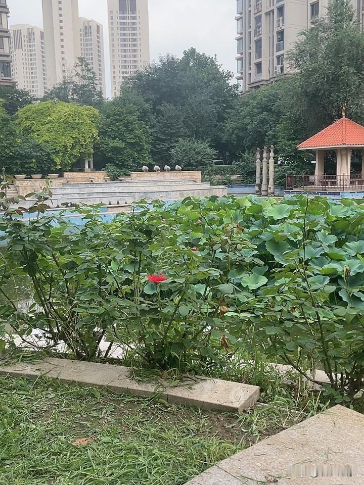 夏季庭院 池塘荷花 小孩捞鱼 就这点乐趣 天天也玩不腻