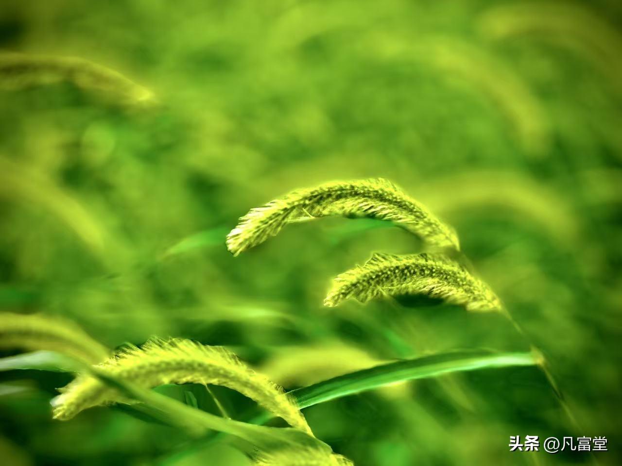 狗尾草辞
        （原创）


没人给它真正的名分
只有一个贱名
像是人