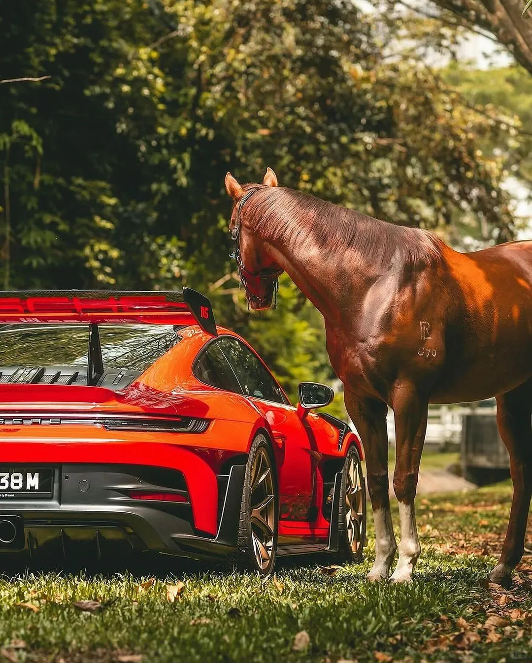 GT3 RS马儿都要多看两眼🐎