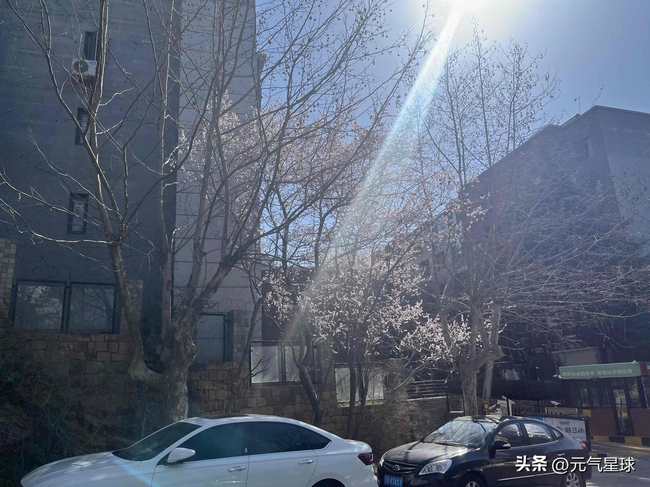 小区里的桃花一夜间开的这么茂盛了，北方的花期或许晚很多，但丝毫不妨碍让人心情愉悦