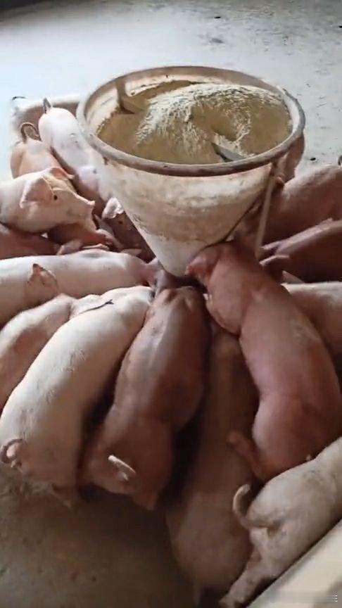 吃播为引流吞下两斤纯肥肉  主播为卖货吃茄子杆鸭屁股 吃货直播告诉你猪狗不如就是
