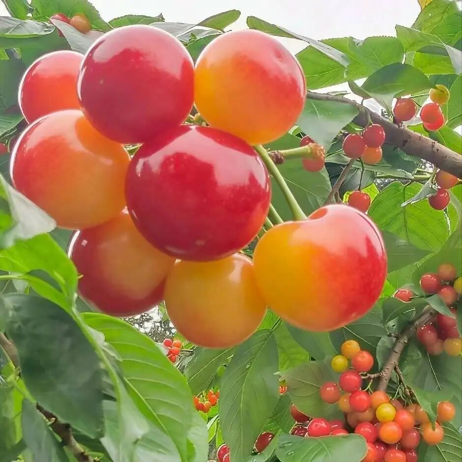 累累硕果。 南京