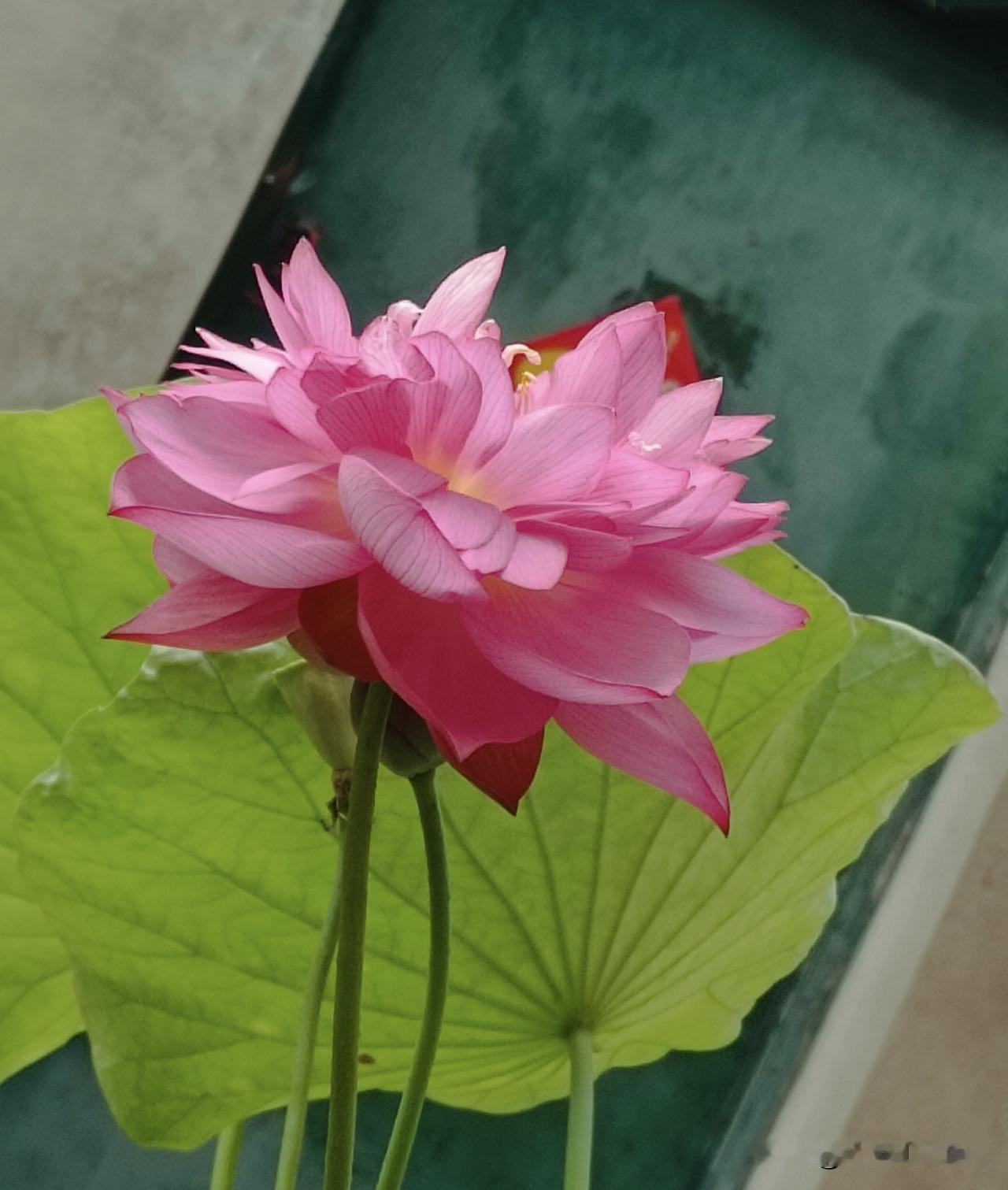 闲坐院中，看荷花徐徐舒展，粉瓣叠叠，青荷亭亭，清风携淡淡花香，抚平夏日所有燥热。