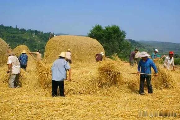 夏收
赵权力
麦粒扬上天空
一颗颗金子洒落满地
幸福挤成堆堆
千年梦想
在21世